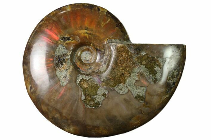Flashy Red Iridescent Ammonite #155246
